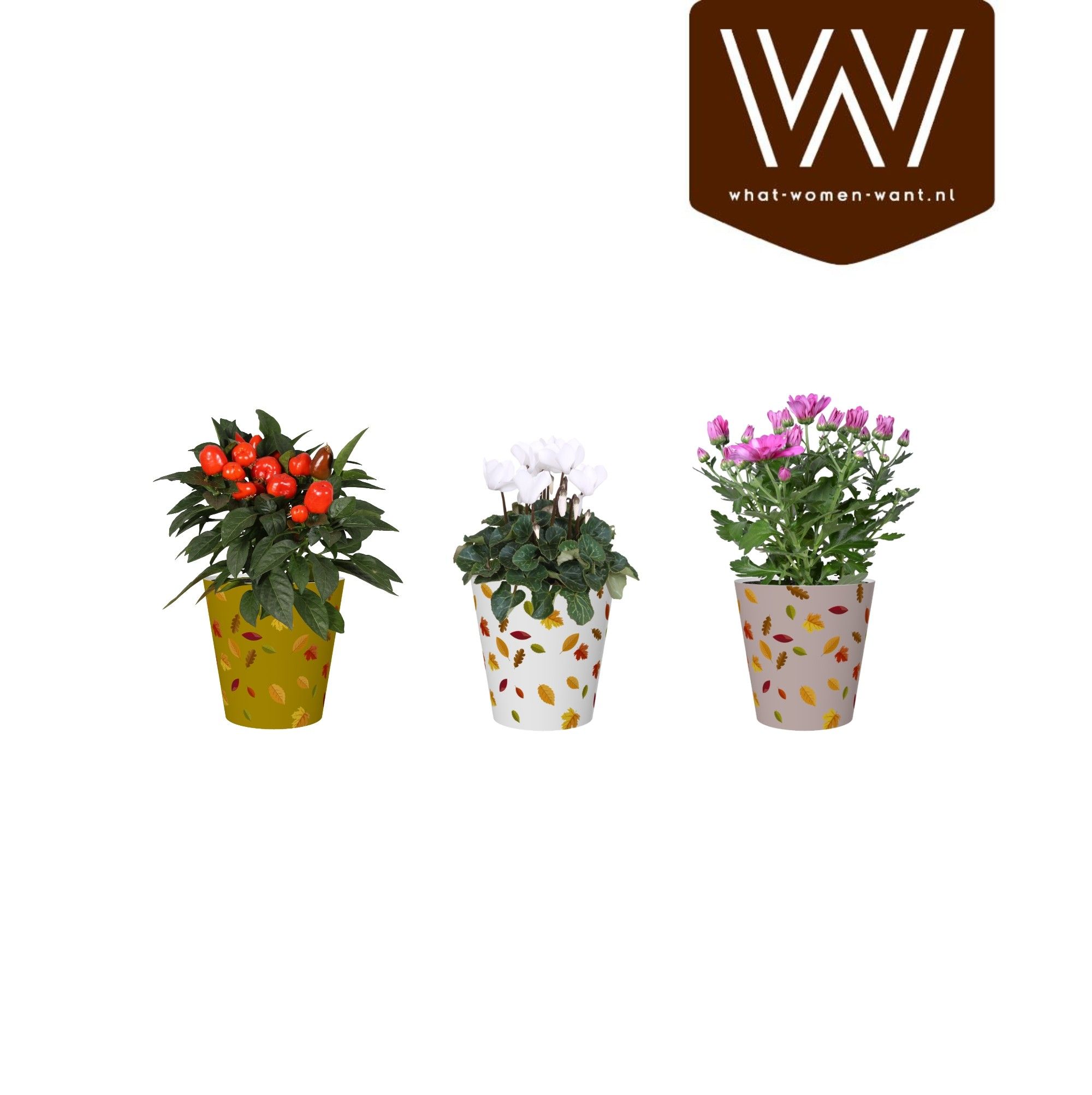 Bloeimix in smartcup Herfst, D 12