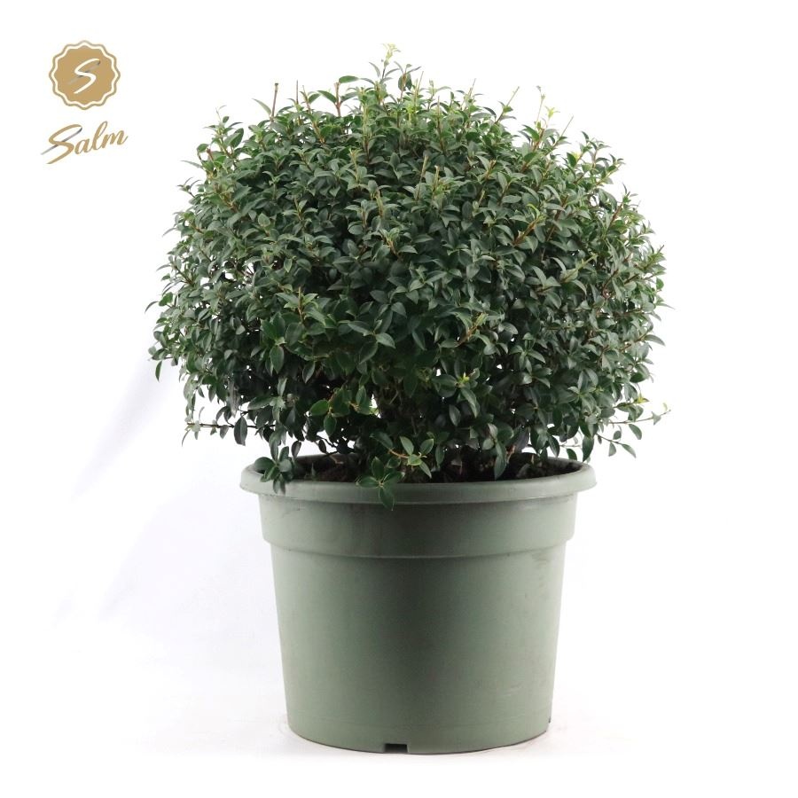 Osmanthus x Burkwoodii Ball Ø55cm P40, D 40