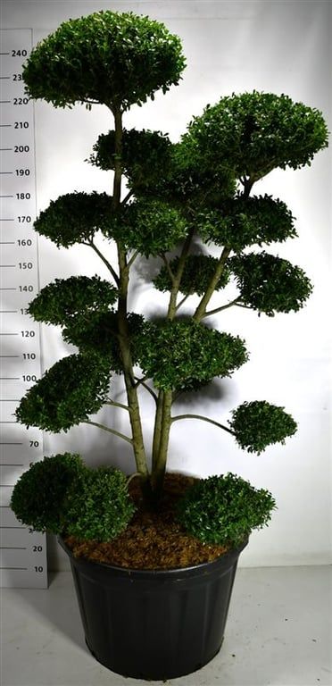 Ilex mutchagara, D 80