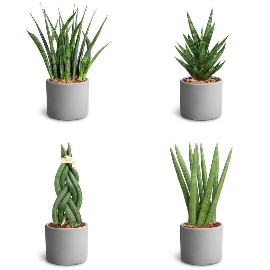 Sansevieria Mix 40680554 Raw G, D 7