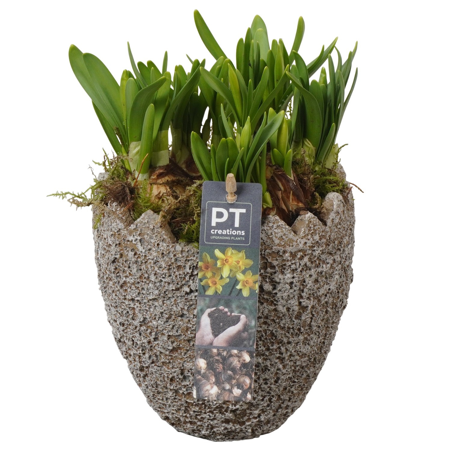PTNP4477 Arrangement Narcissus Easter in beton ei, D 14