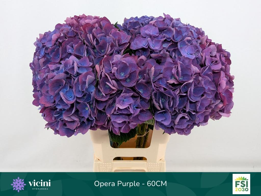 Гортензия Роял Опера 60, шт.