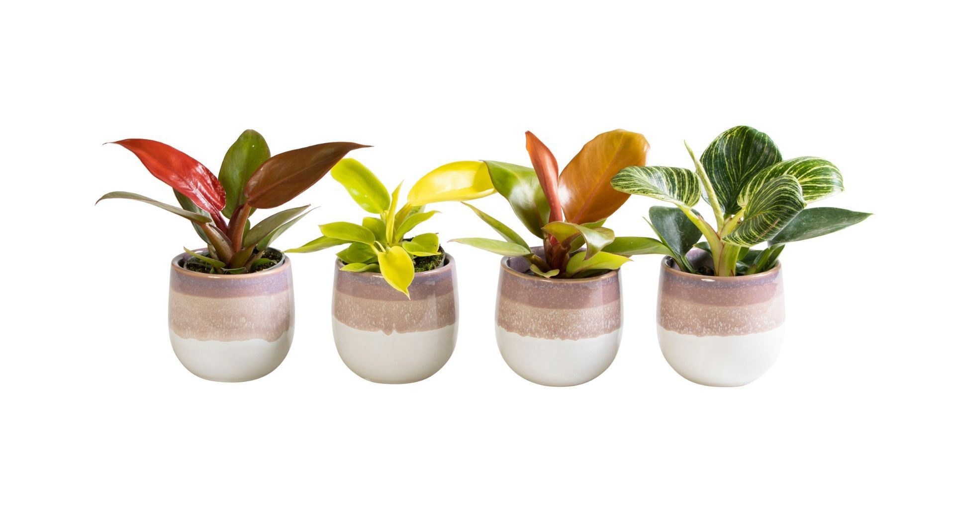 L 65842 with Philodendron Mix 6 cm, D 6