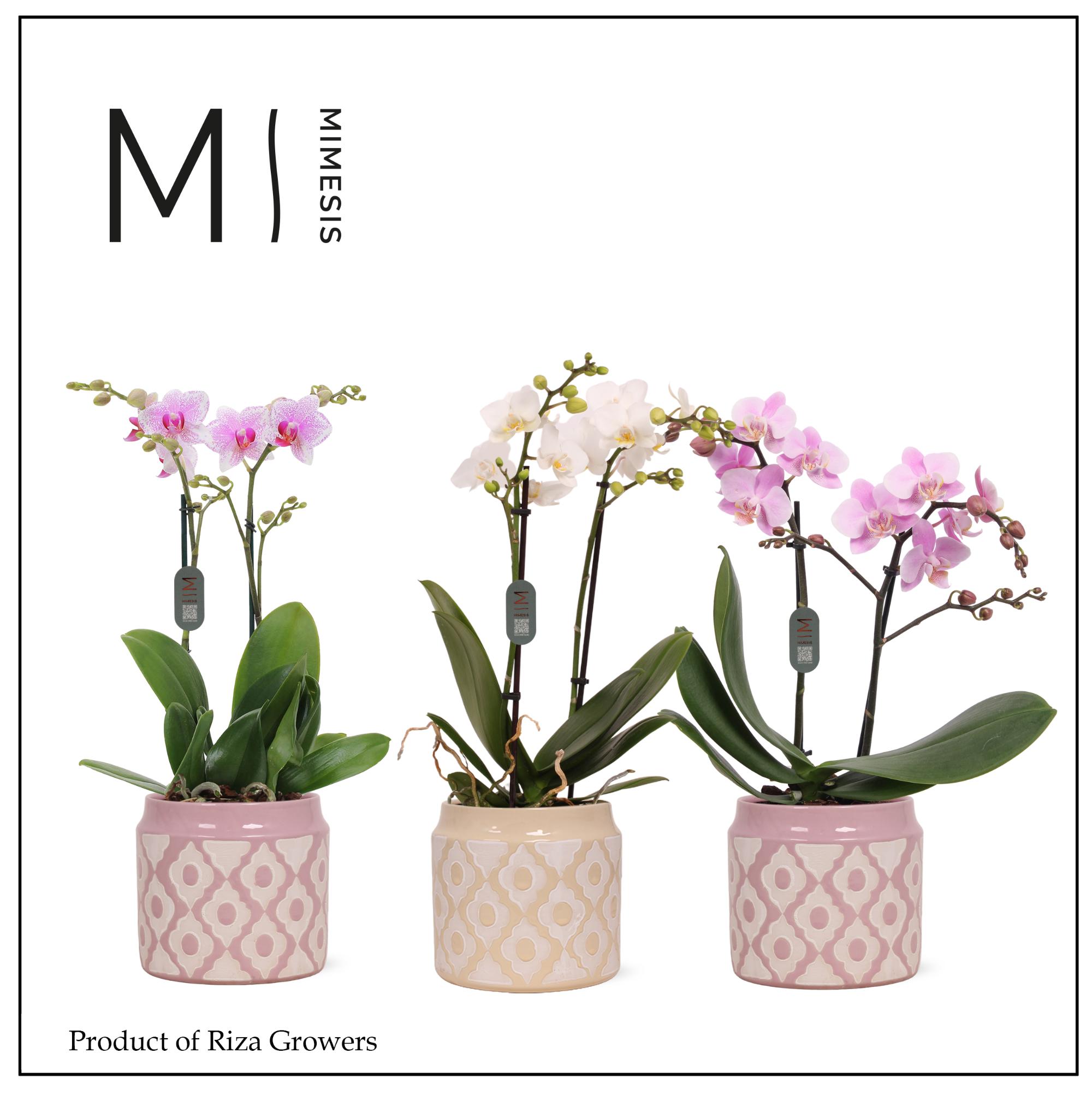 Phalaenopsis Multi Mix 2 spike – 12cm in Lio | Mimesis, D 12