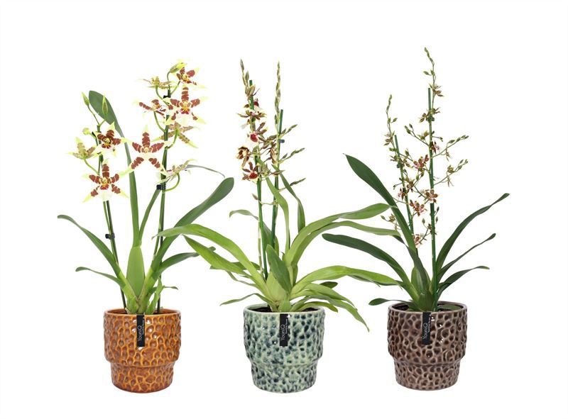 Stoneware p12 Julie mix Cambria mix 2T12+, D 12