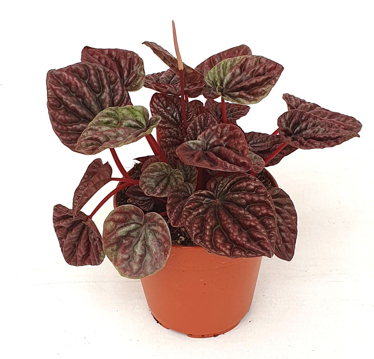 Peperomia caperata luna Red, D 12
