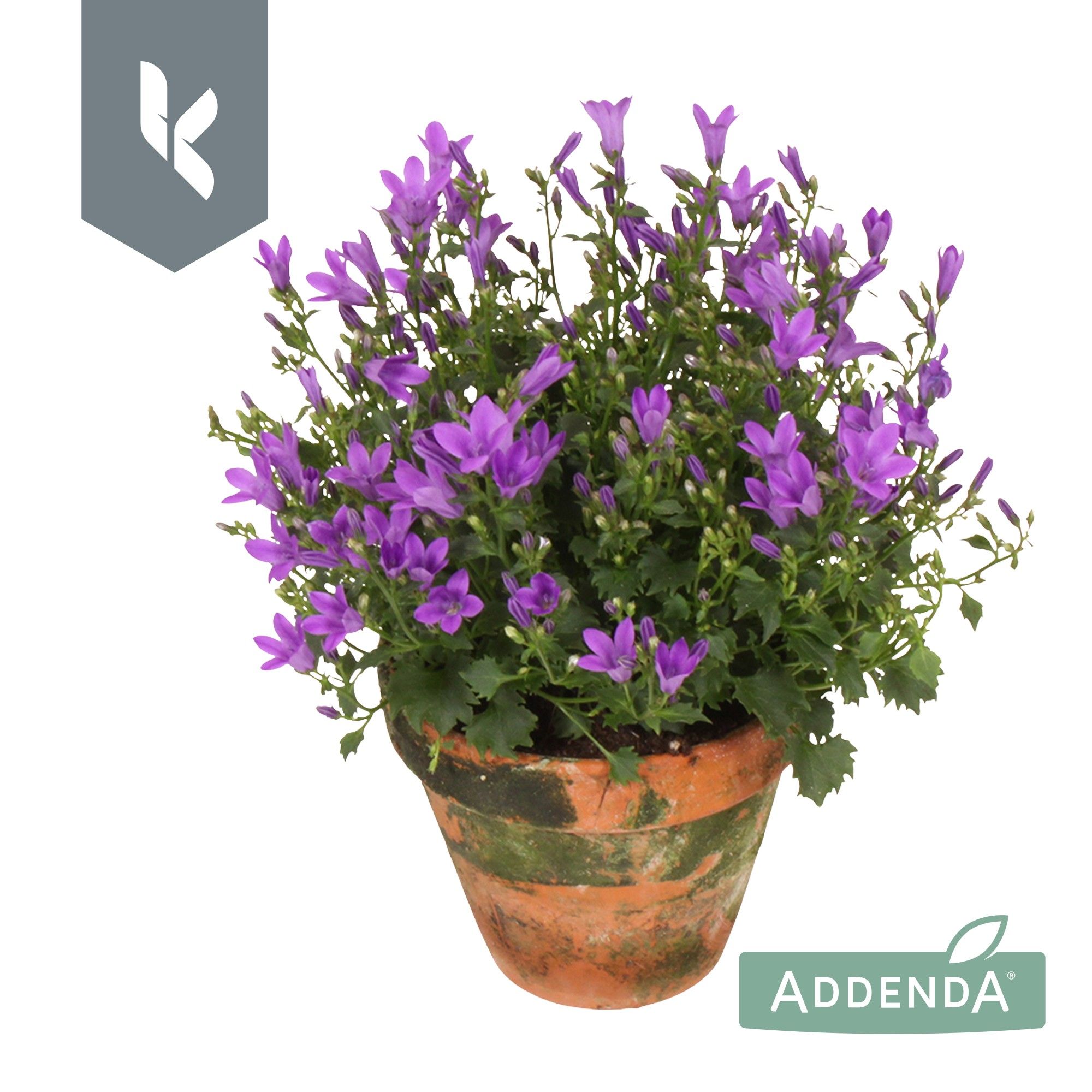 Campanula Ambella Intens Purple in terracotta, D 10,5