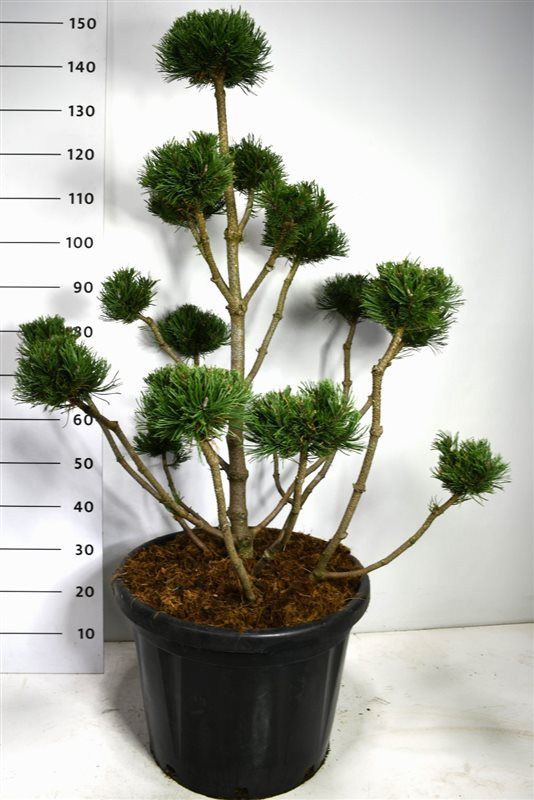 Pinus mugo "Noack", D 48