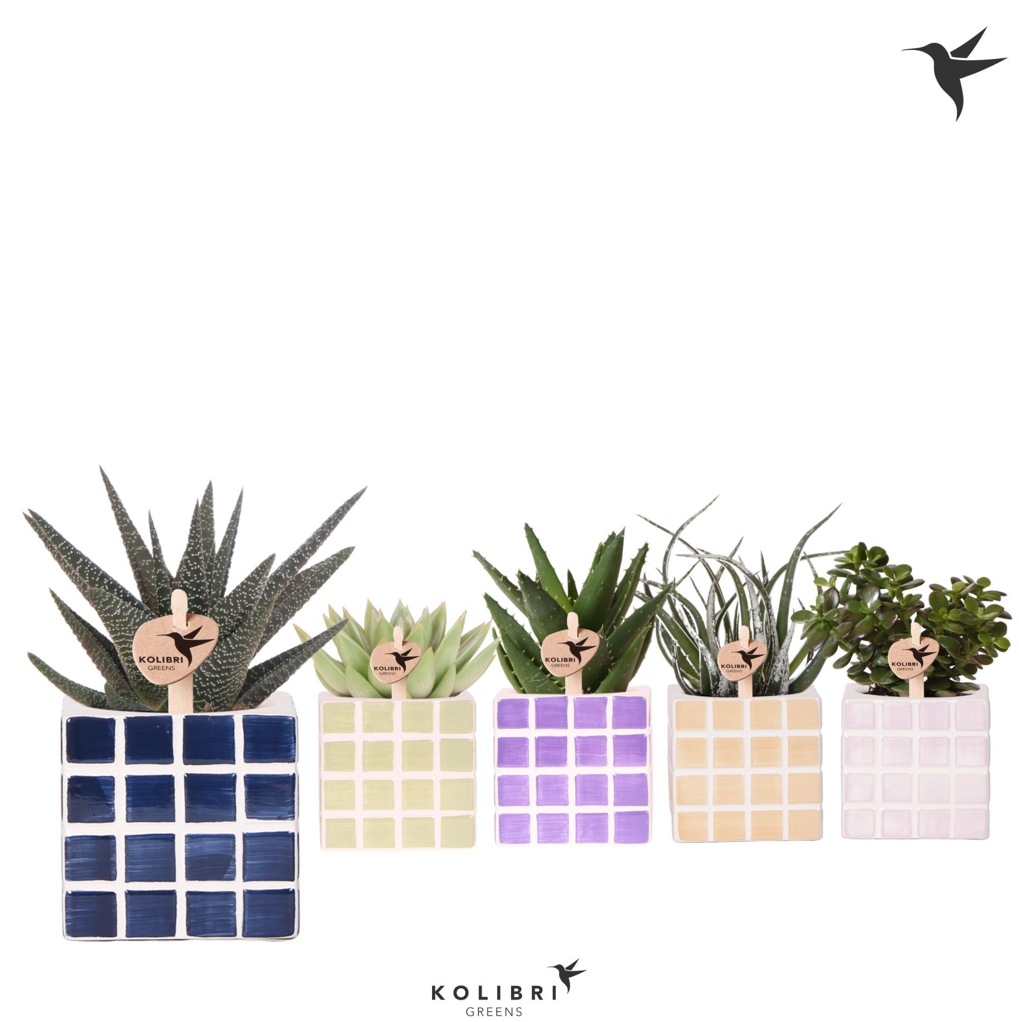 Kolibri Greens Succulenten mix in Mosa pot mix, D 9