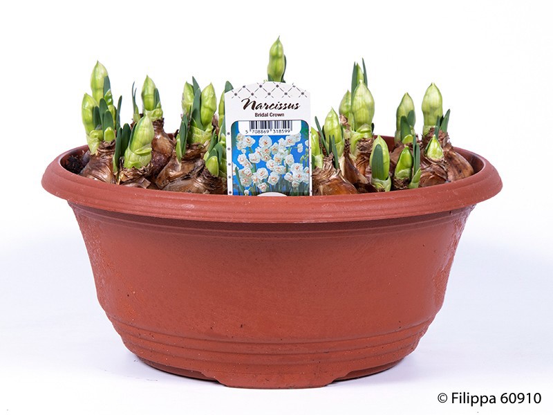 NARCISSUS MEDIOLUTEUS 'BRIDAL CROWN', D 27