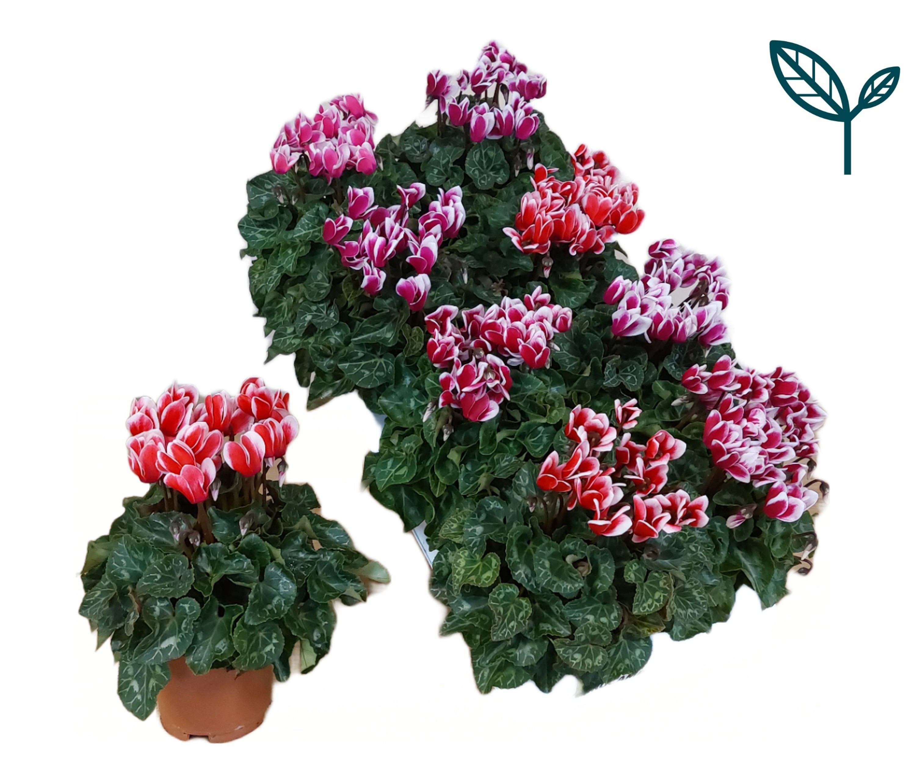 Cyclamen-FANTASIA MIX, D 10,5