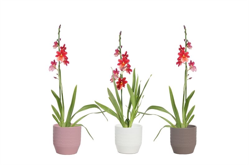 Tirza p12 scores mix Cambria Nelly Isler 1T08+, D 12