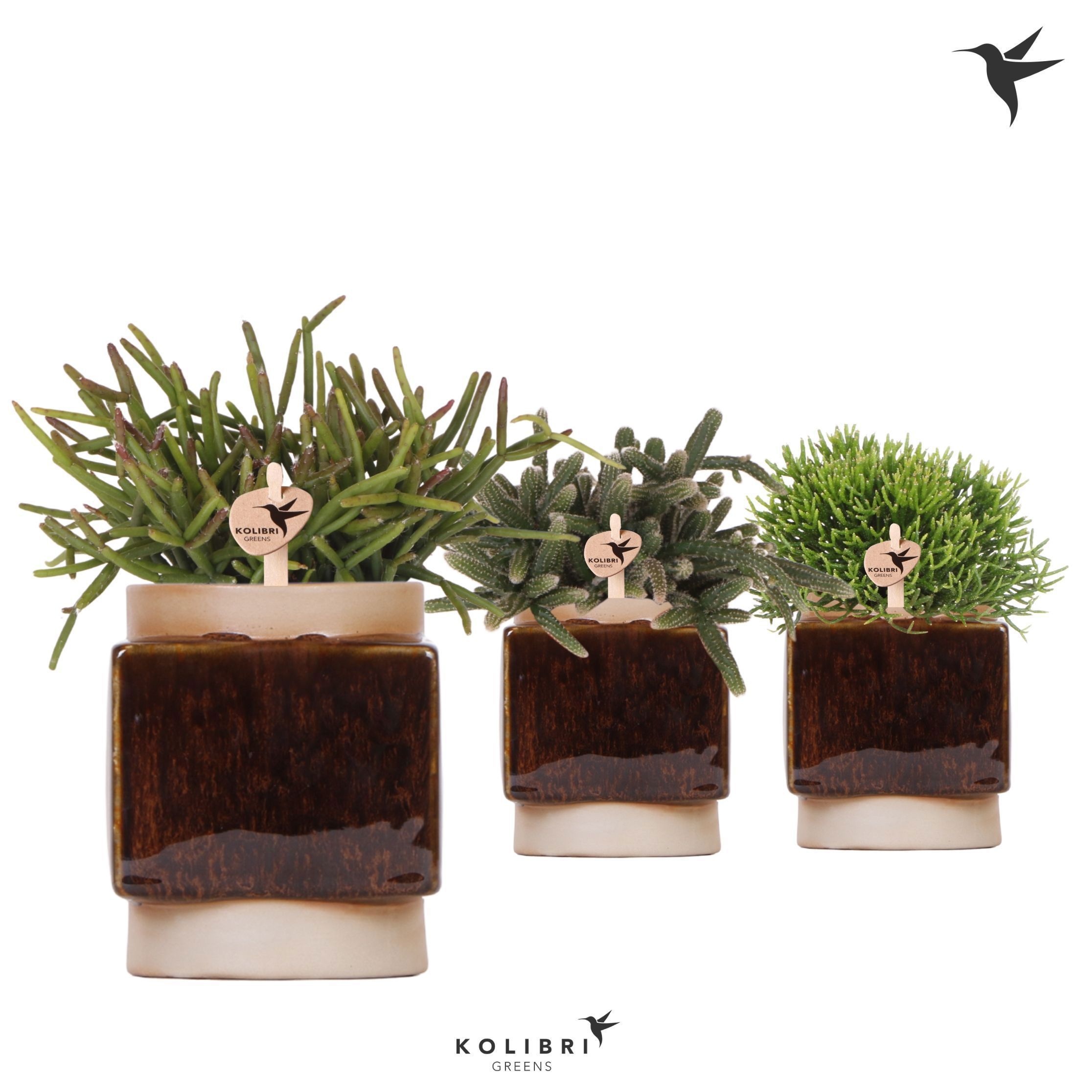 Kolibri Greens Rhipsalis mix in Classy Cube pot, D 9