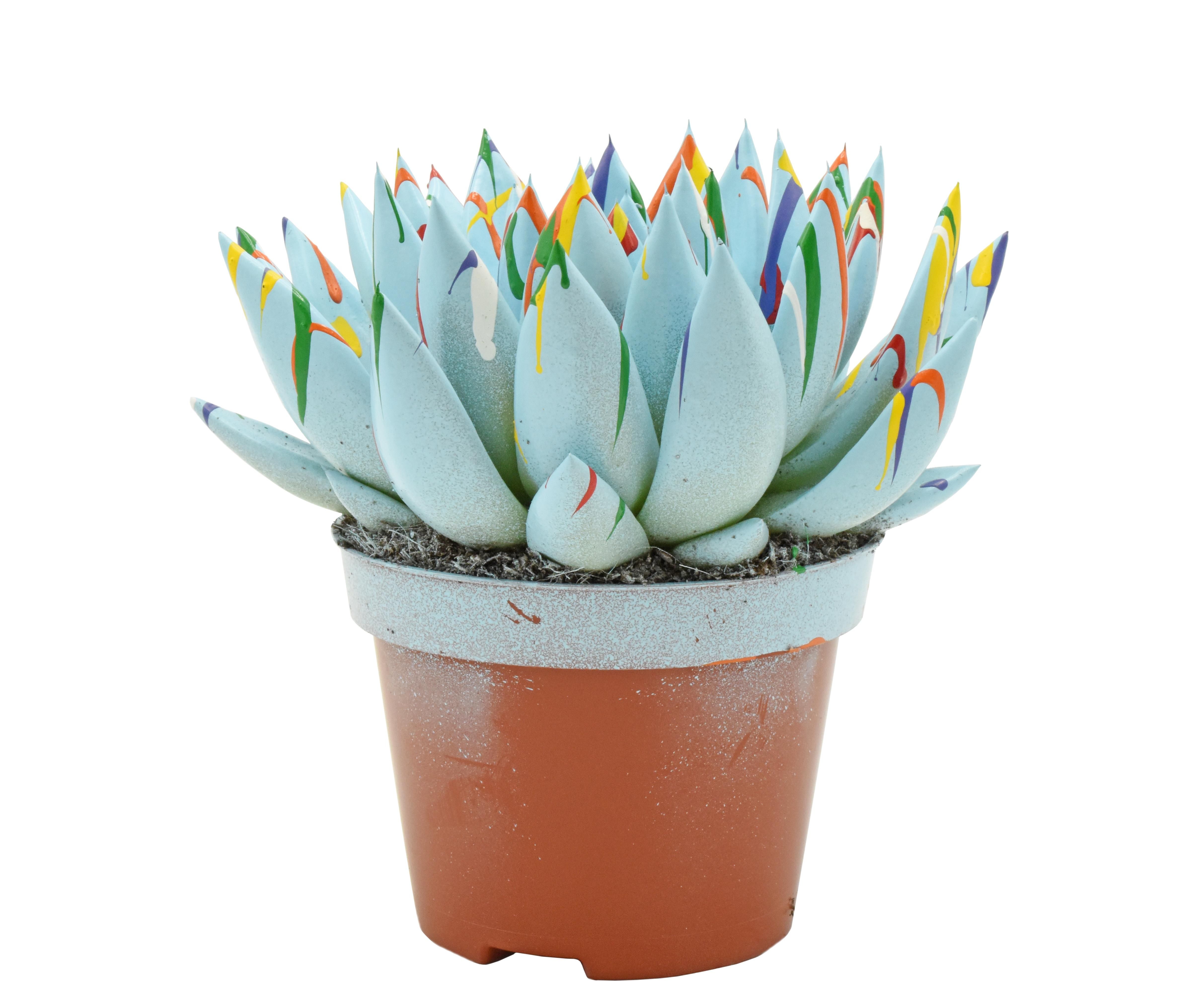 Miranda coloured Splash pastel blue, D 10,5