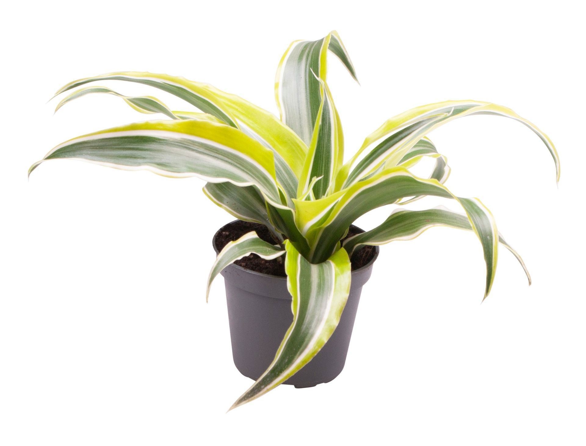 Dracaena Dragontree� Lemon Surprise, D 6