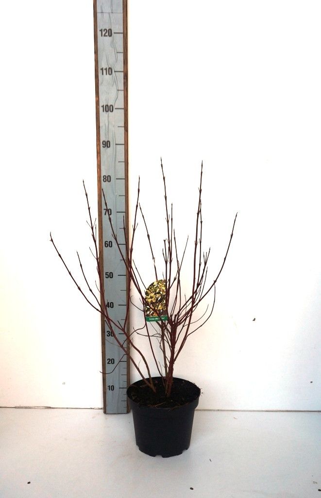 Cornus alba 'Spaethii', D 23