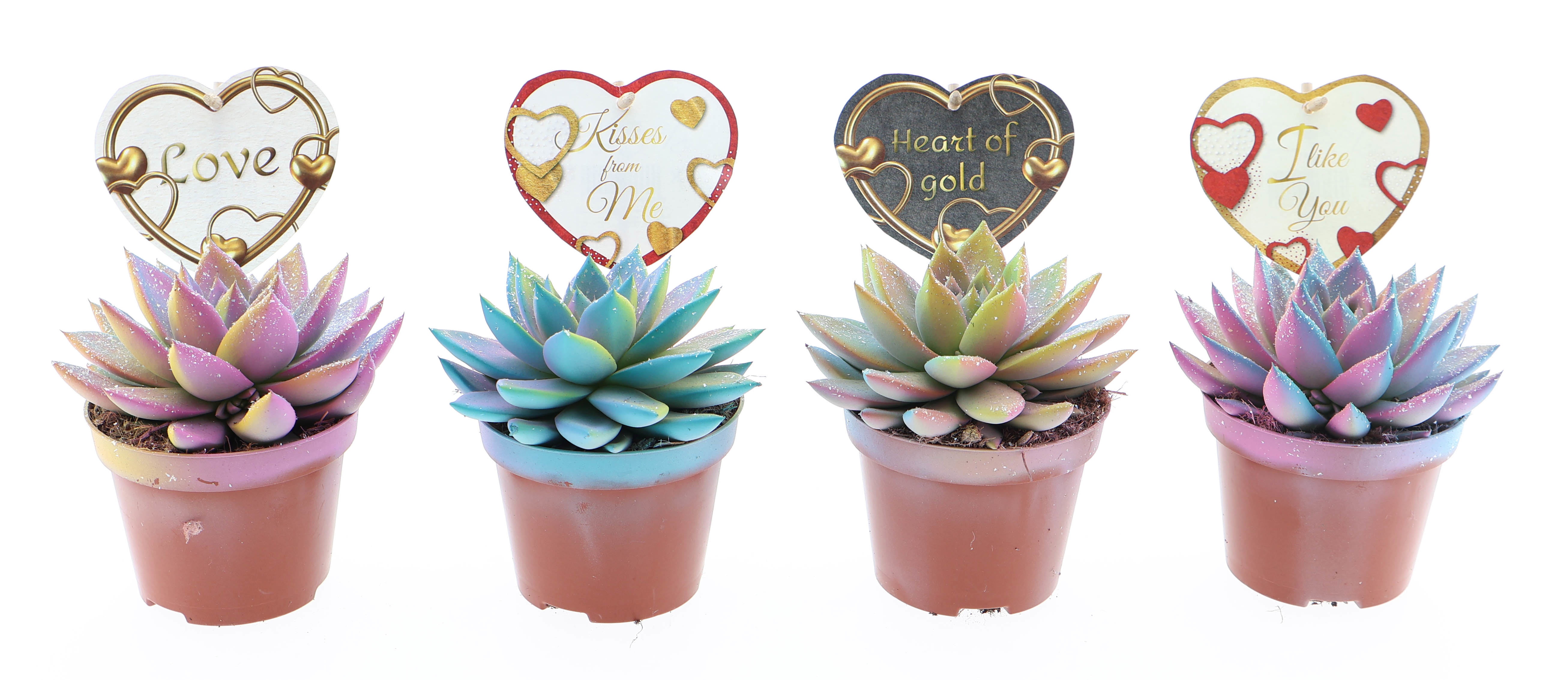 Miranda multi glitter + love etiket, D 10,5