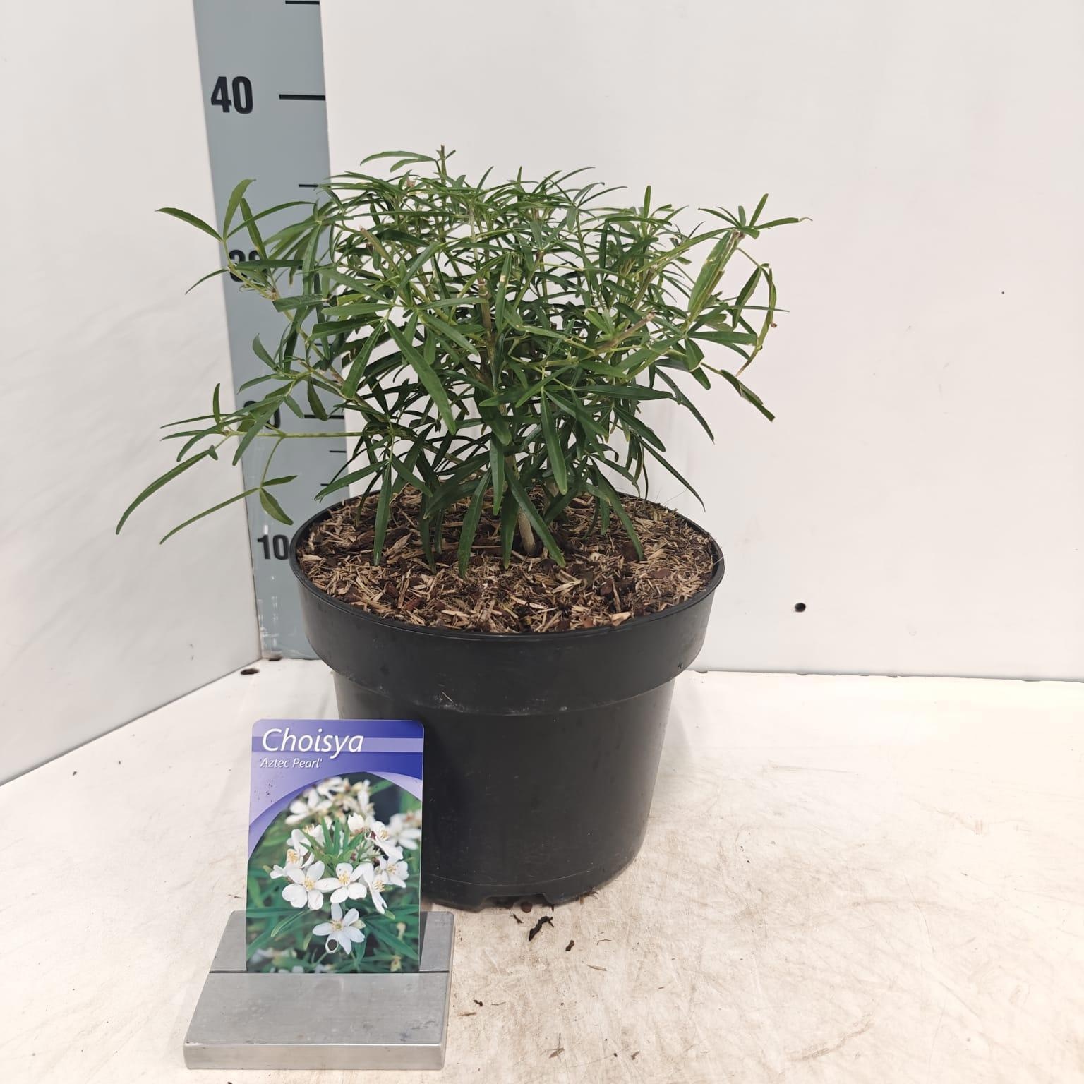 Choisya 'Aztec Pearl', D 23