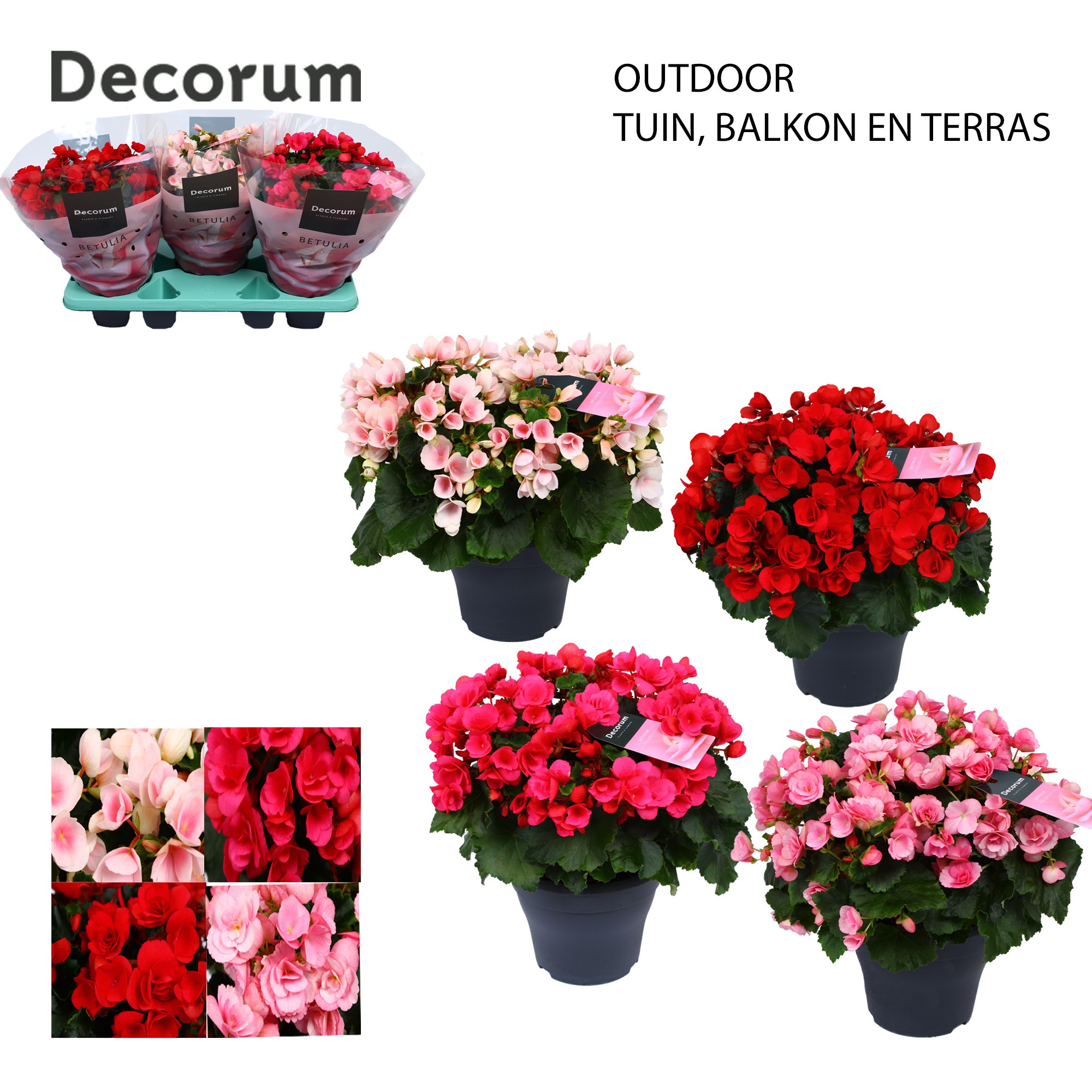 Begonia BETULIA MIX 19cm outdoor Decorum, D 19
