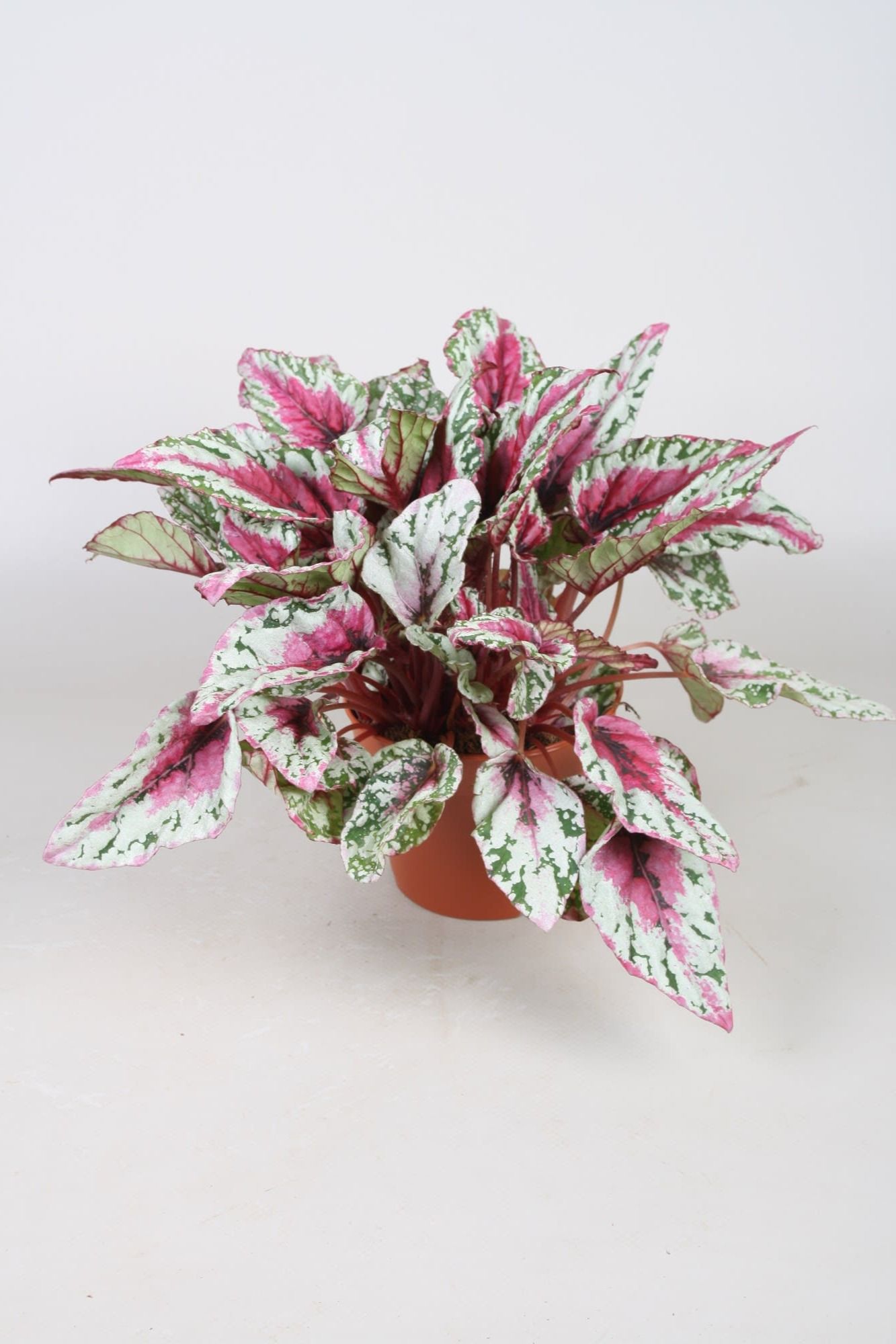 Begonia Beleaf Maui Sunset, D 12