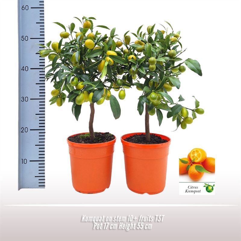 Kumquat op stam, D 17