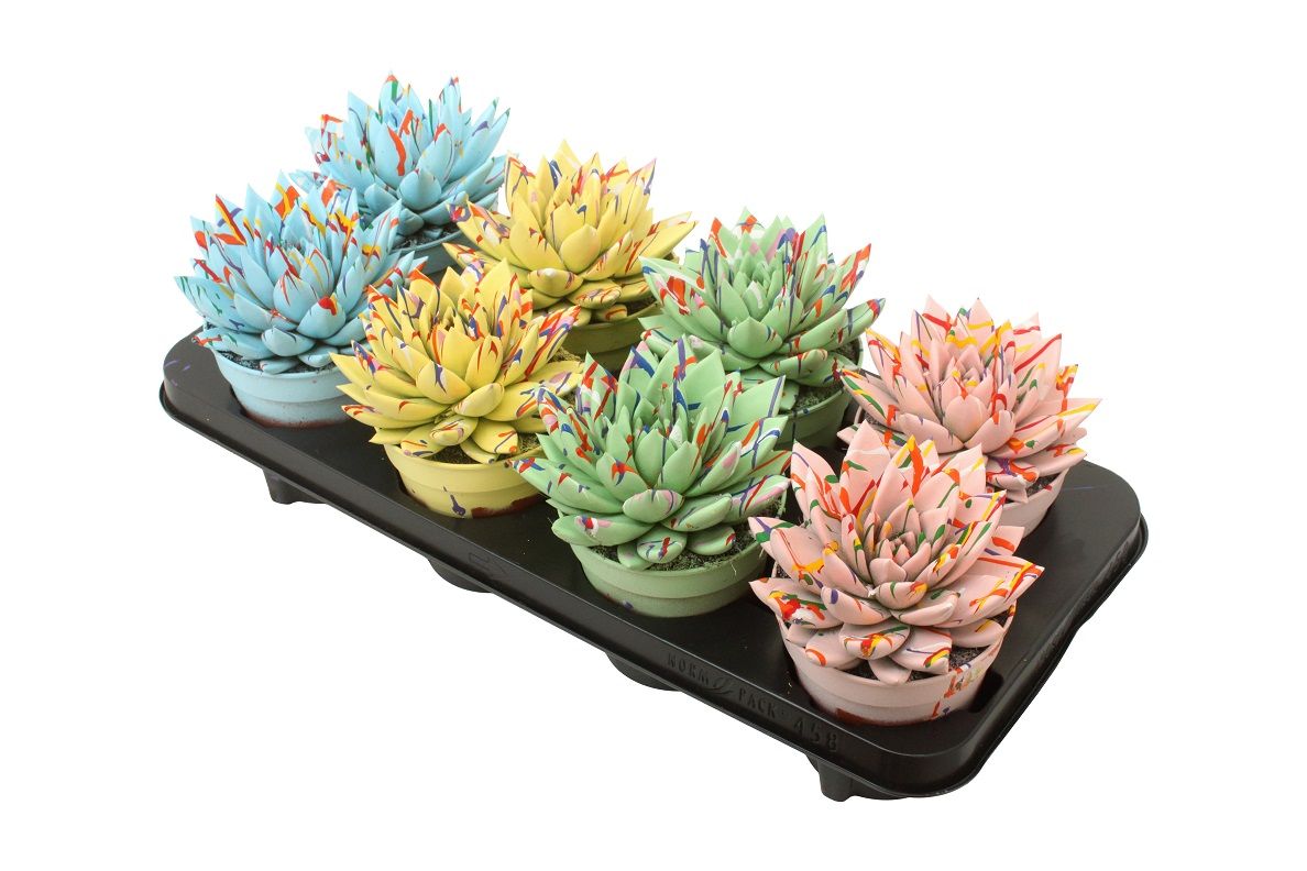 Miranda coloured Splash pastel mix, D 12