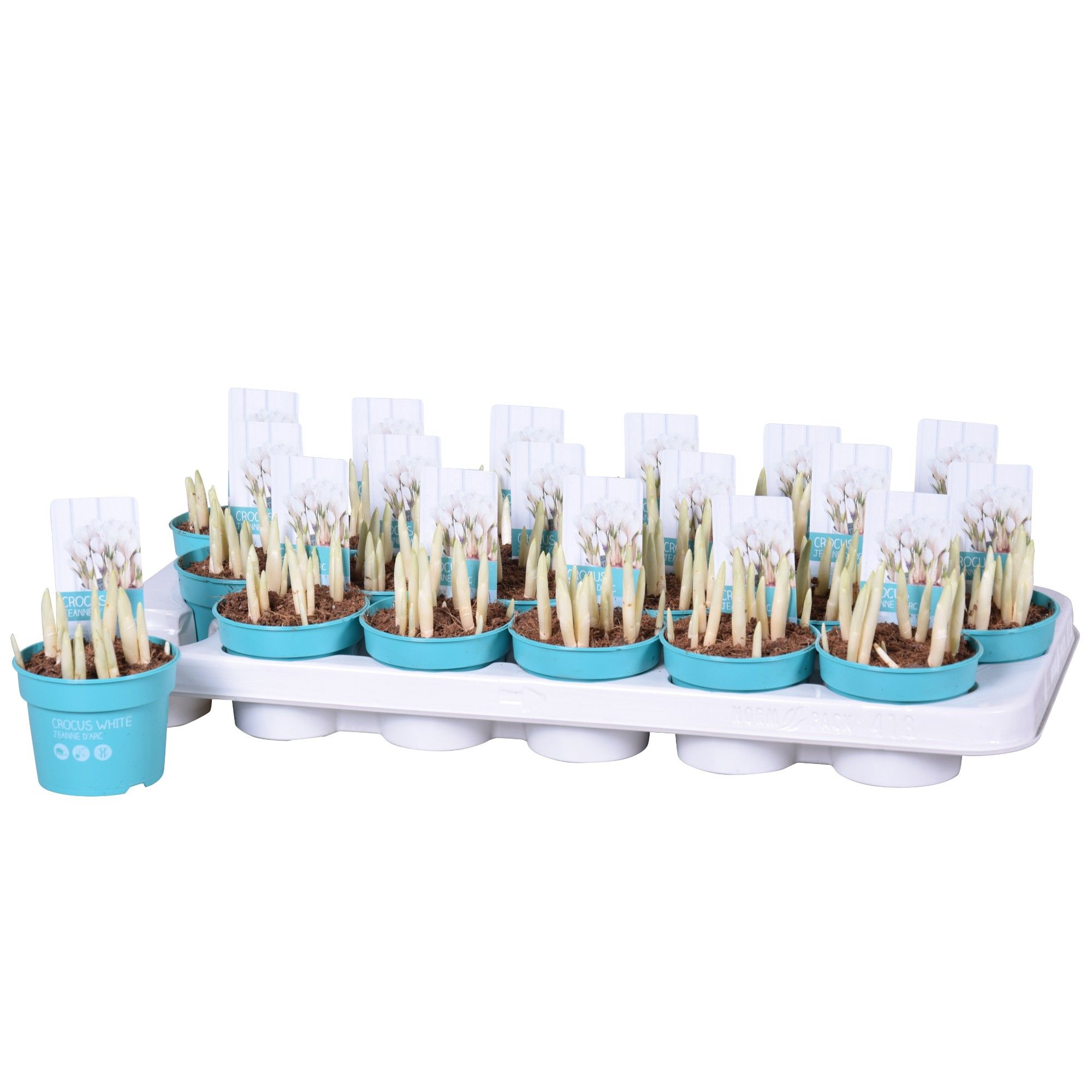 Crocus Jeanne d'Arc 'Diamond Collection', D 9