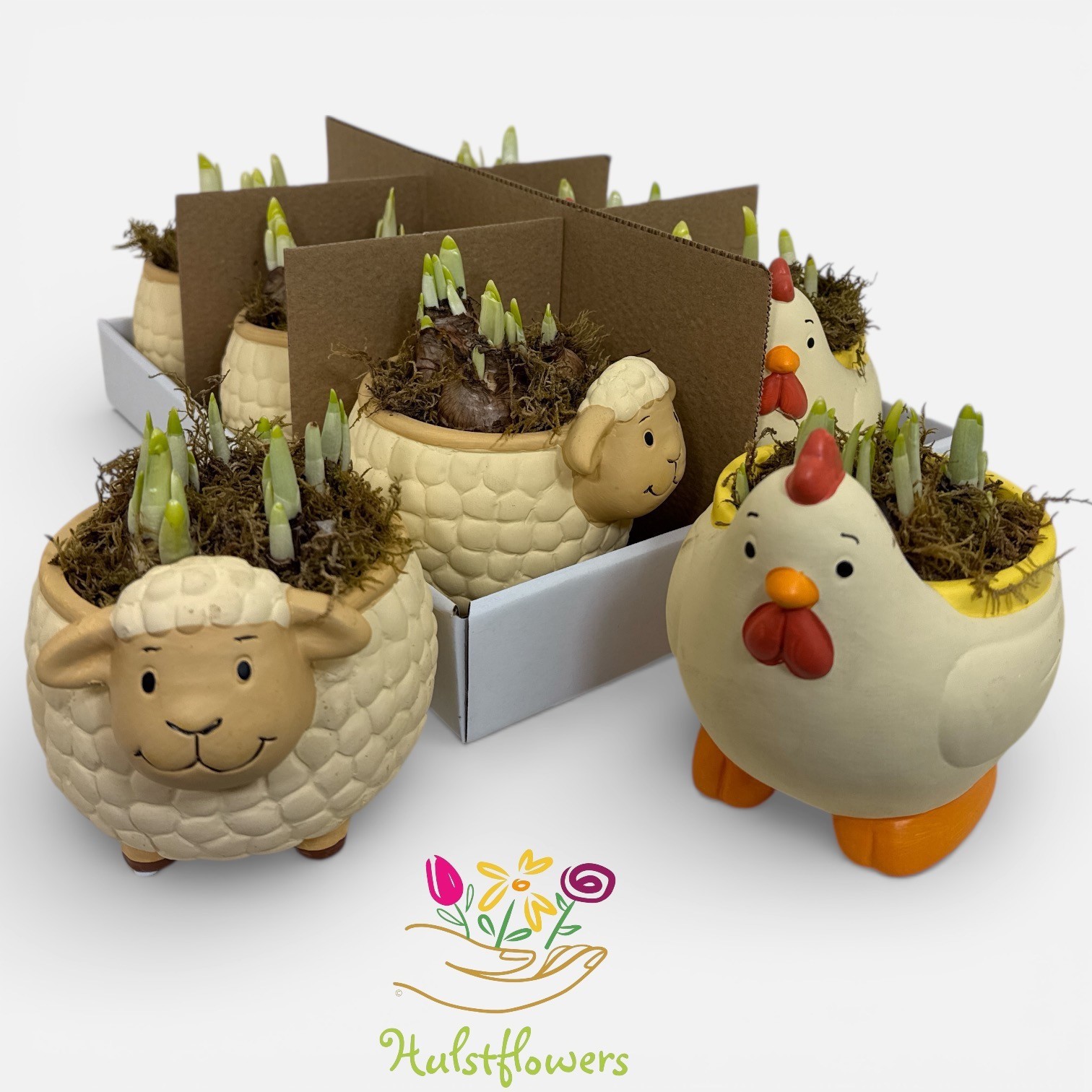 Arrangement Narcis Kip/Schaap Voorjaar, Pasen, D 11