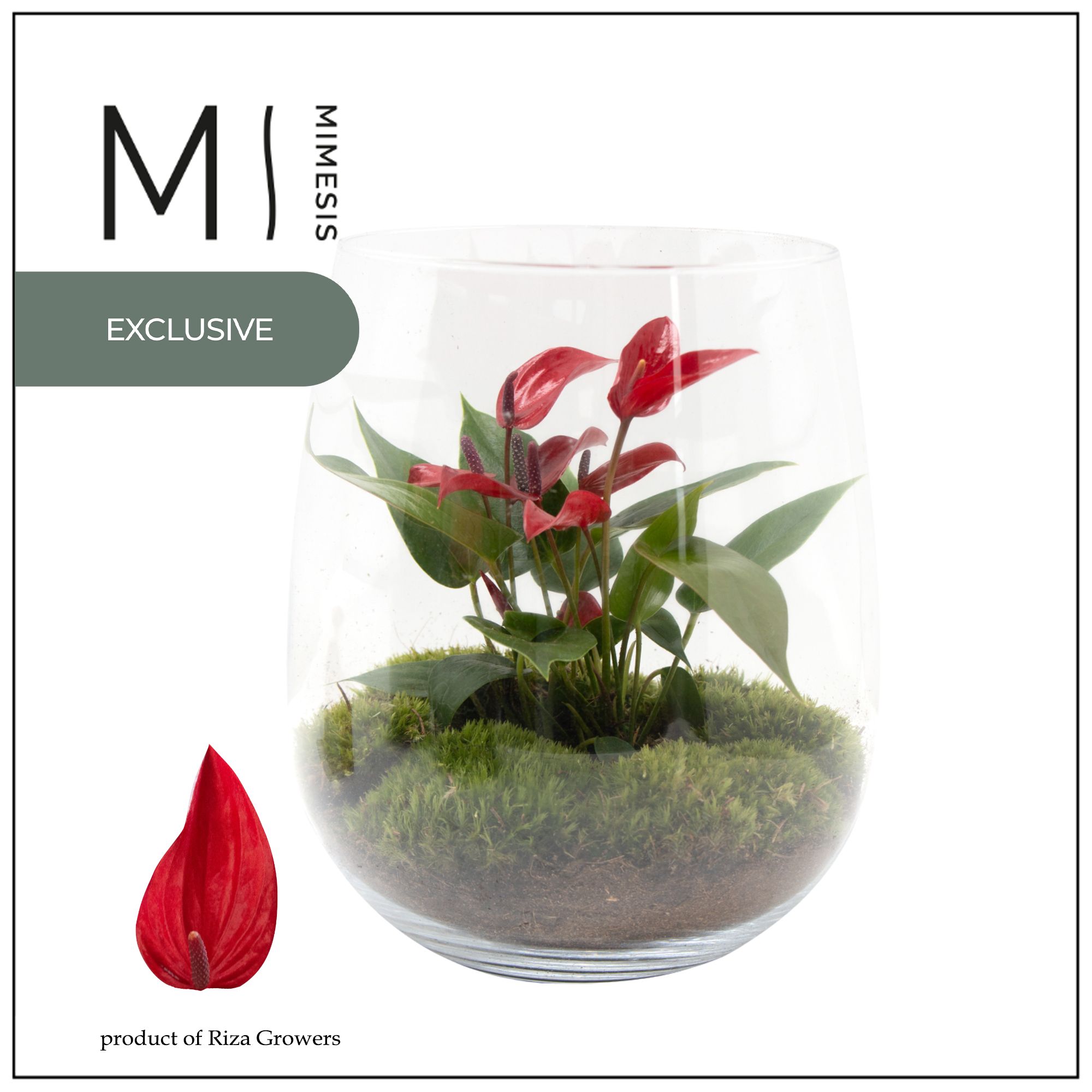 Mimesis Anthurium KARMA Lava - Juliette, D 14