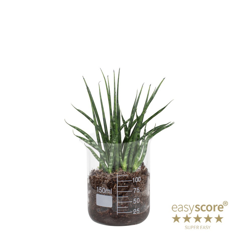 SANSEVIERIA PARVA 40632530 Lab Glass Fernwood, D 7