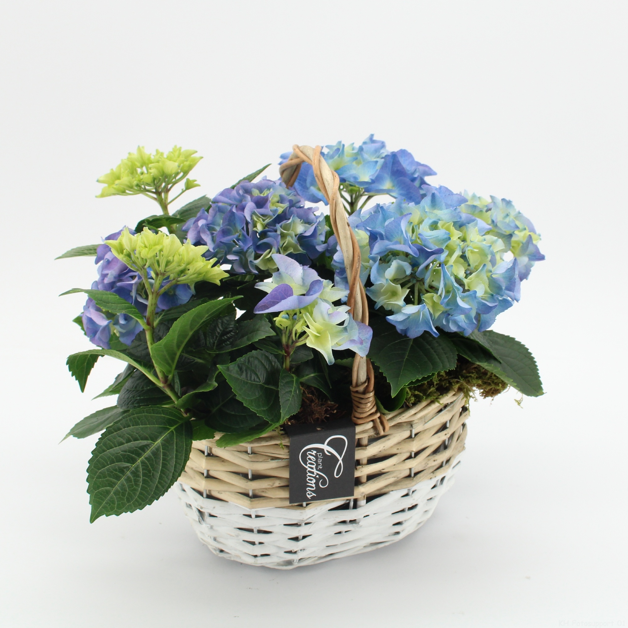 KHCR-2619B Hydrangea creatie, D 22