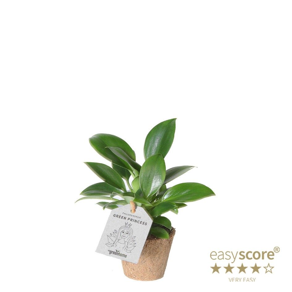 Philodendron ´Green Princess´ - COCOZ, D 6