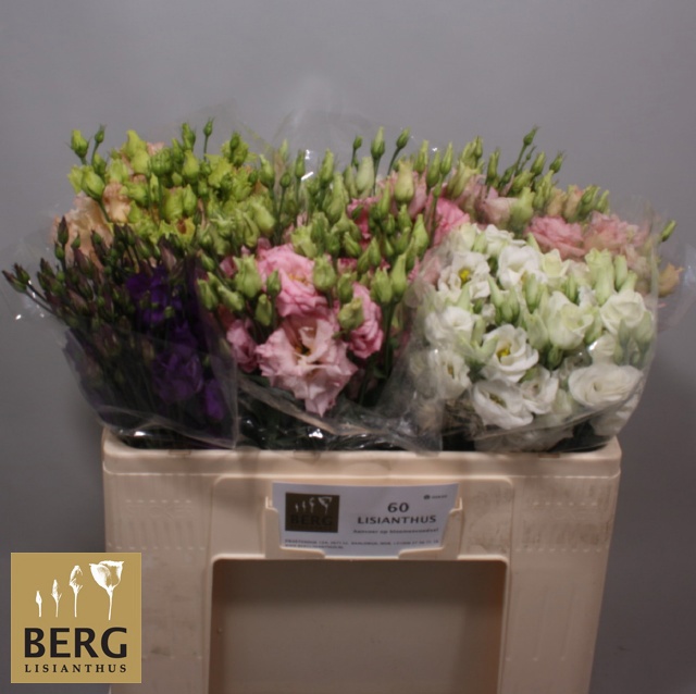 Эустома Грандифлорум Микс в баке 55, шт.