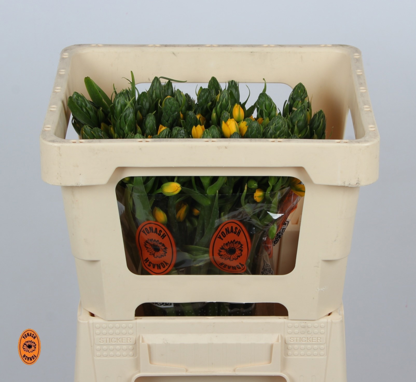 Орнитогалум Еллоу Аса 45, шт.