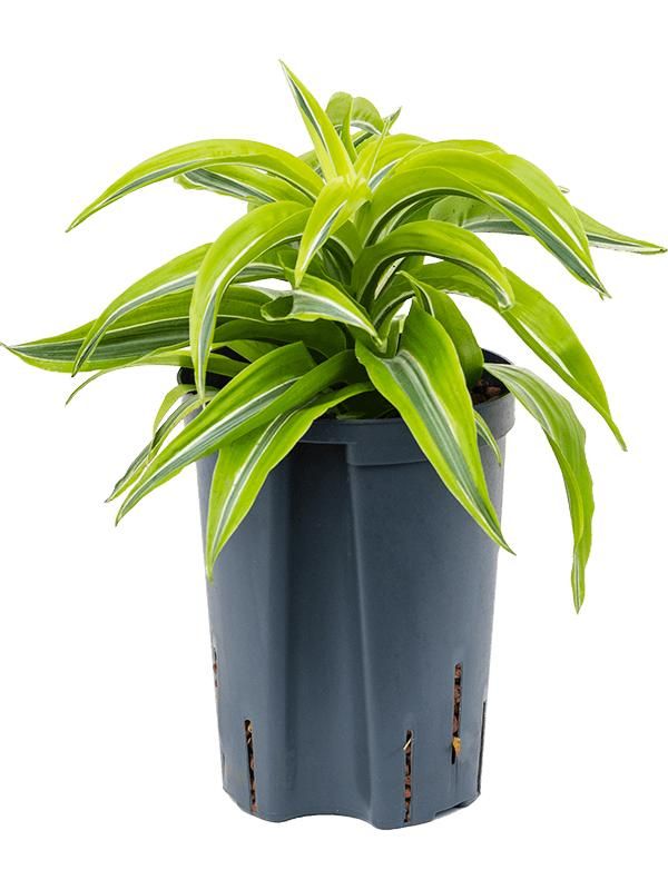 Dracaena fragrans 'Lemon Surprise', D 15
