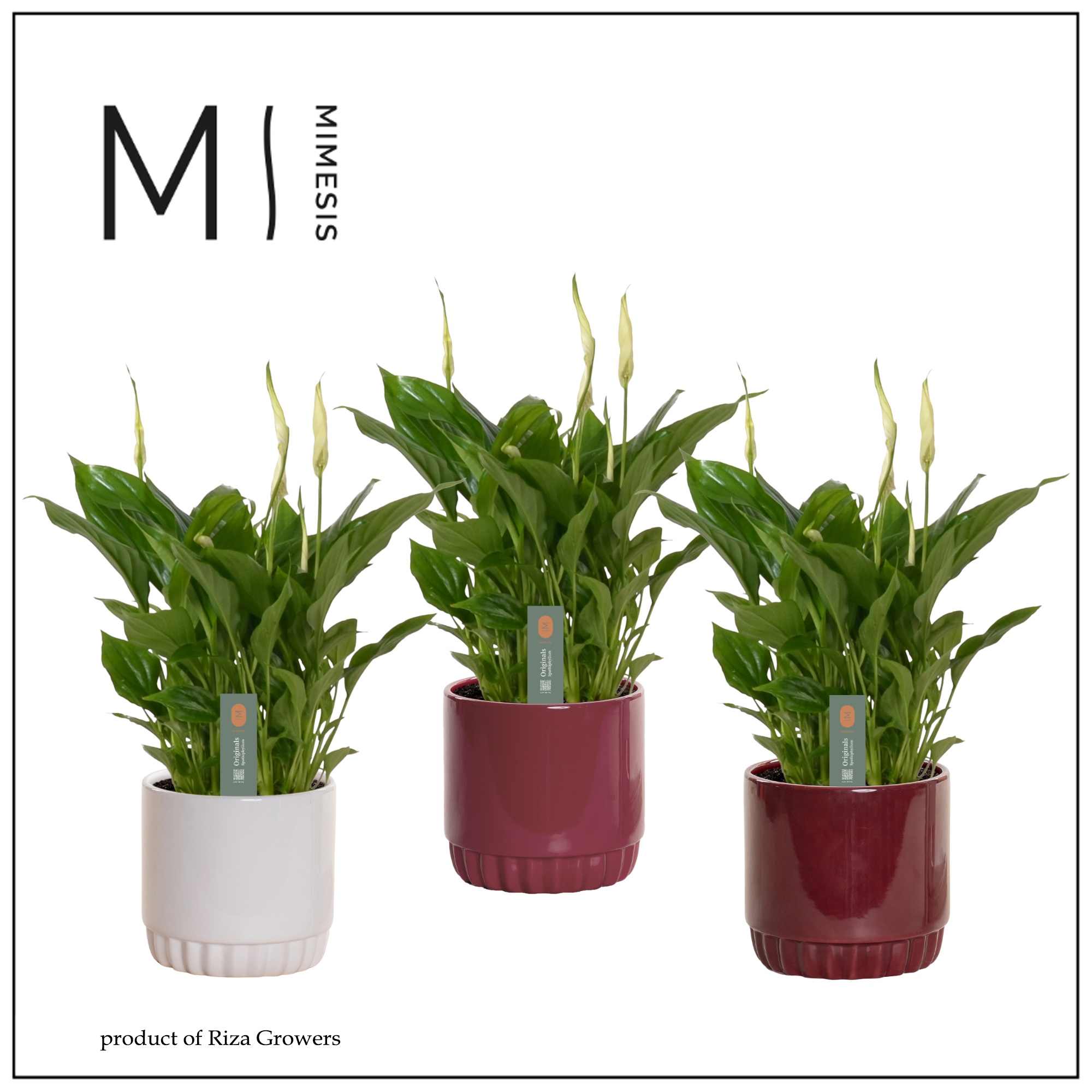 Mimesis Spathiphyllum Rondo - 10,5 cm in Liam - Rich Love, D 10,5