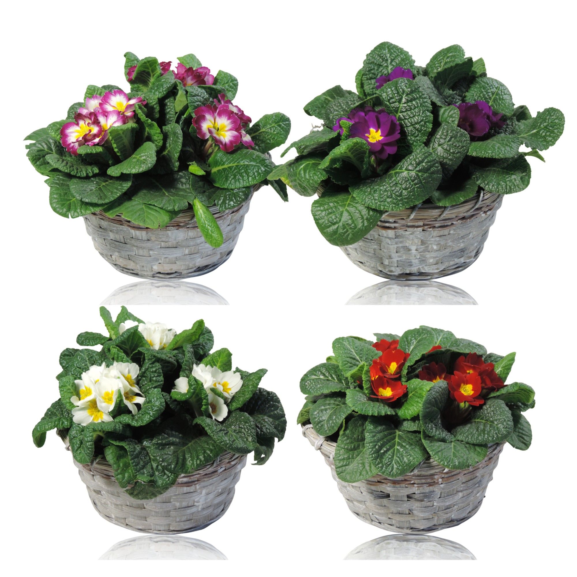 Collectie Jakarta Primula Acaulis Gemengd Mand 20 cm, D 20