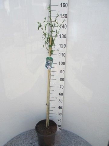 Hibiscus syr. Totus Albus 100st. P28, D 28