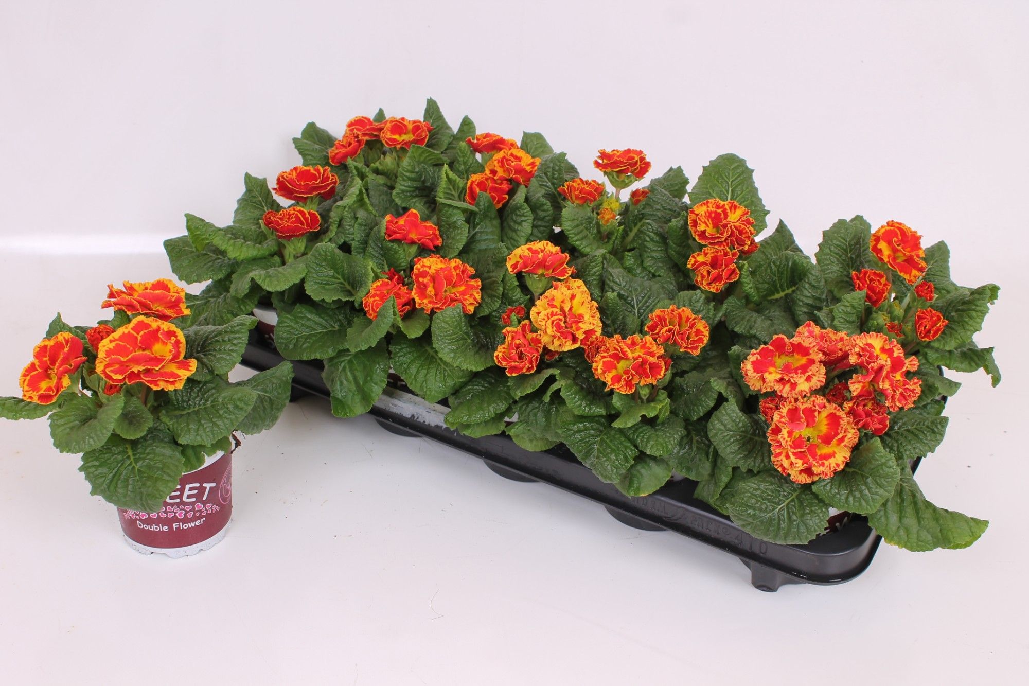 Primula Sweet Specials 11 CM - Sirococco Fire | Double Flowers, D 11