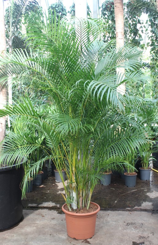 Dypsis lutescens (Areca), D 45