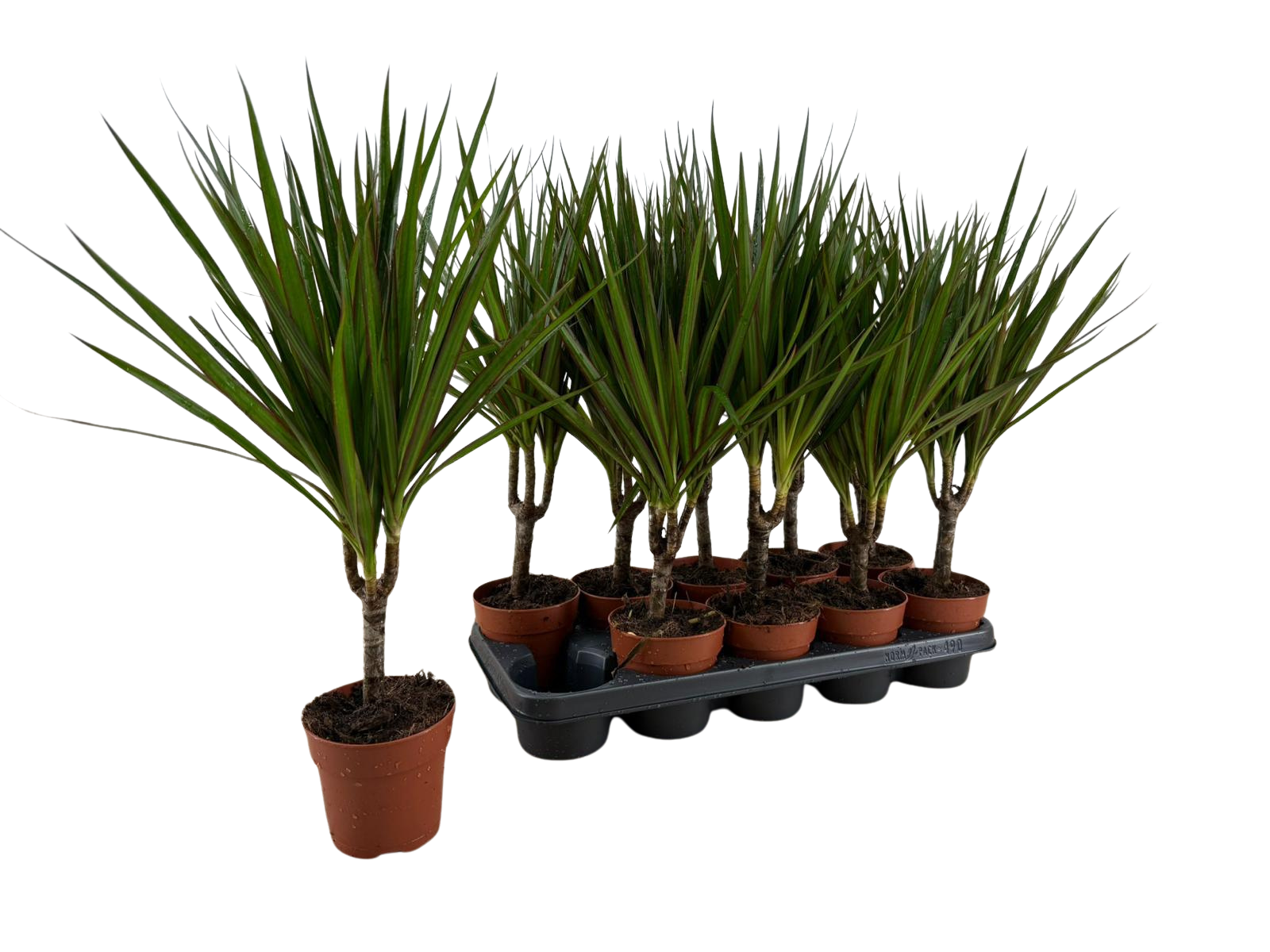 Dracaena Marginata p12, D 12