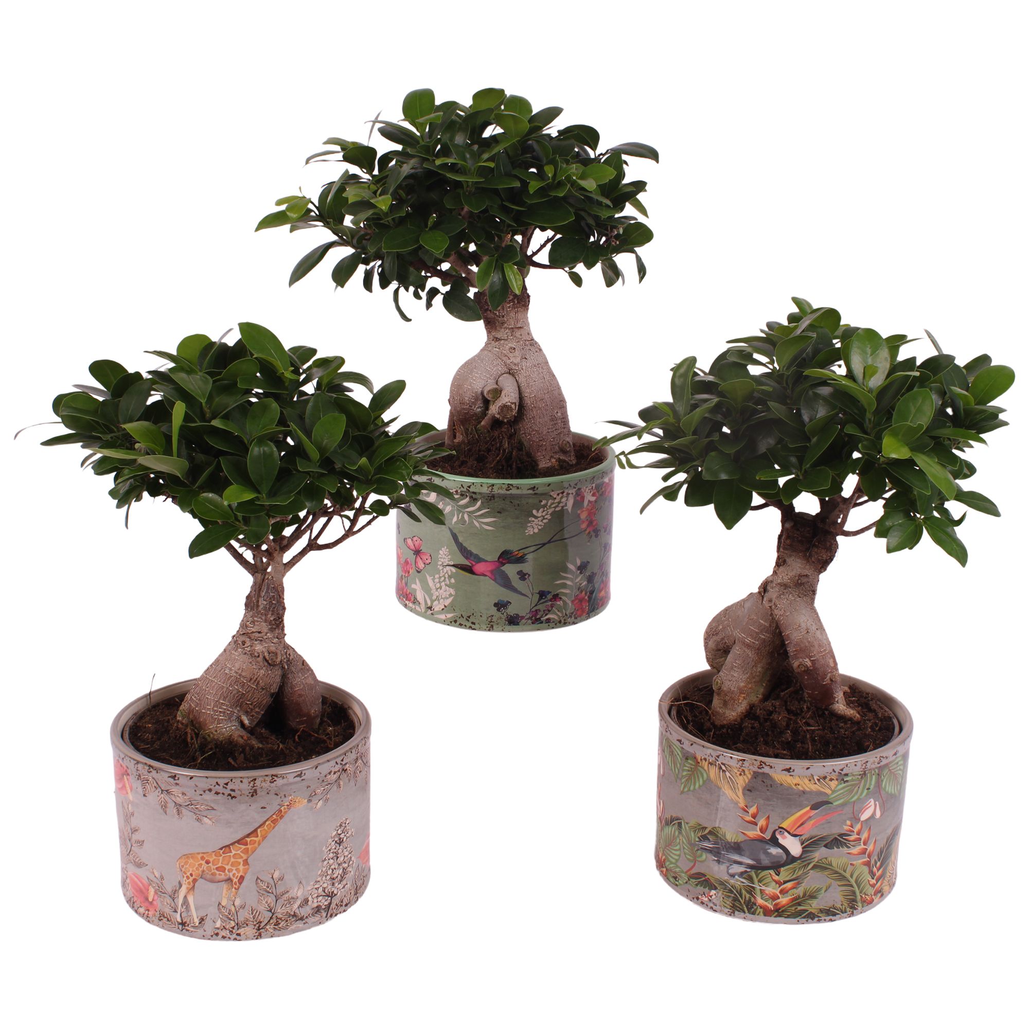 Ficus m. Ginseng Ball Shape Ø15cm in Ø16cm Ceramic BY561, D 16