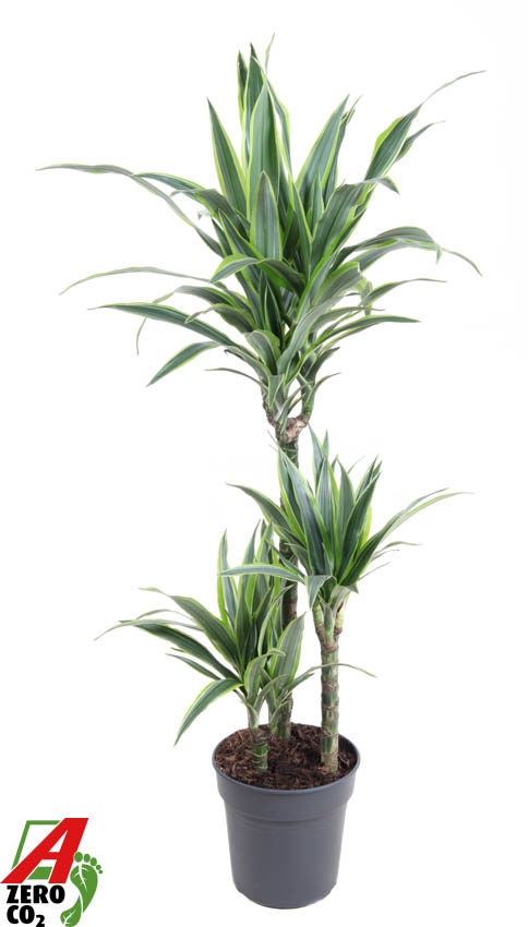 Dracaena Lemon Lime Jumbo 60-30-15, D 21