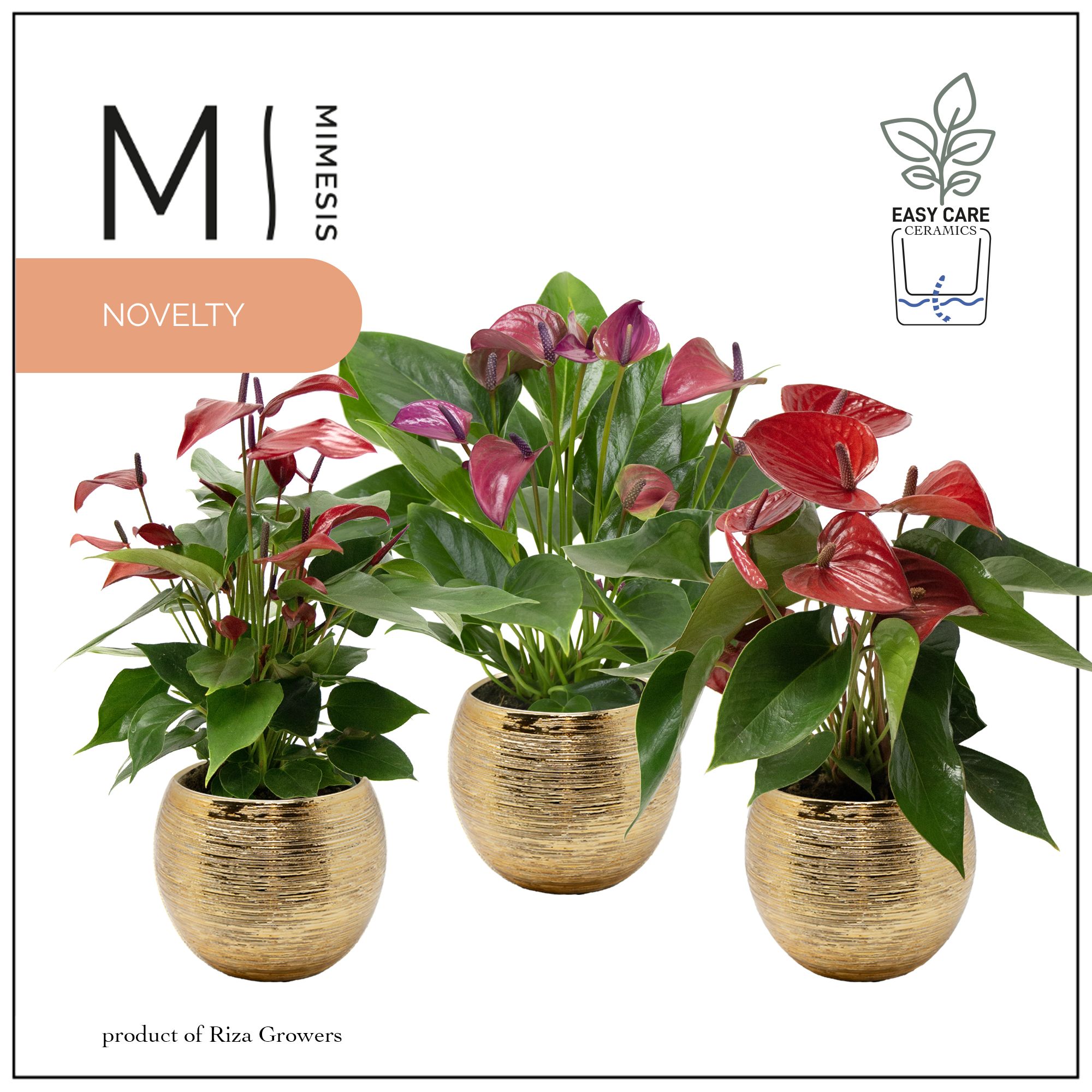 Mimesis Anthurium KARMA Intens Mix - 12cm Brush Gold, D 12