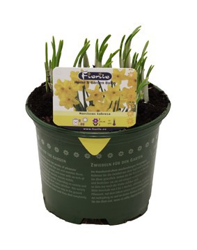 Narcis Sabrosa, D 13