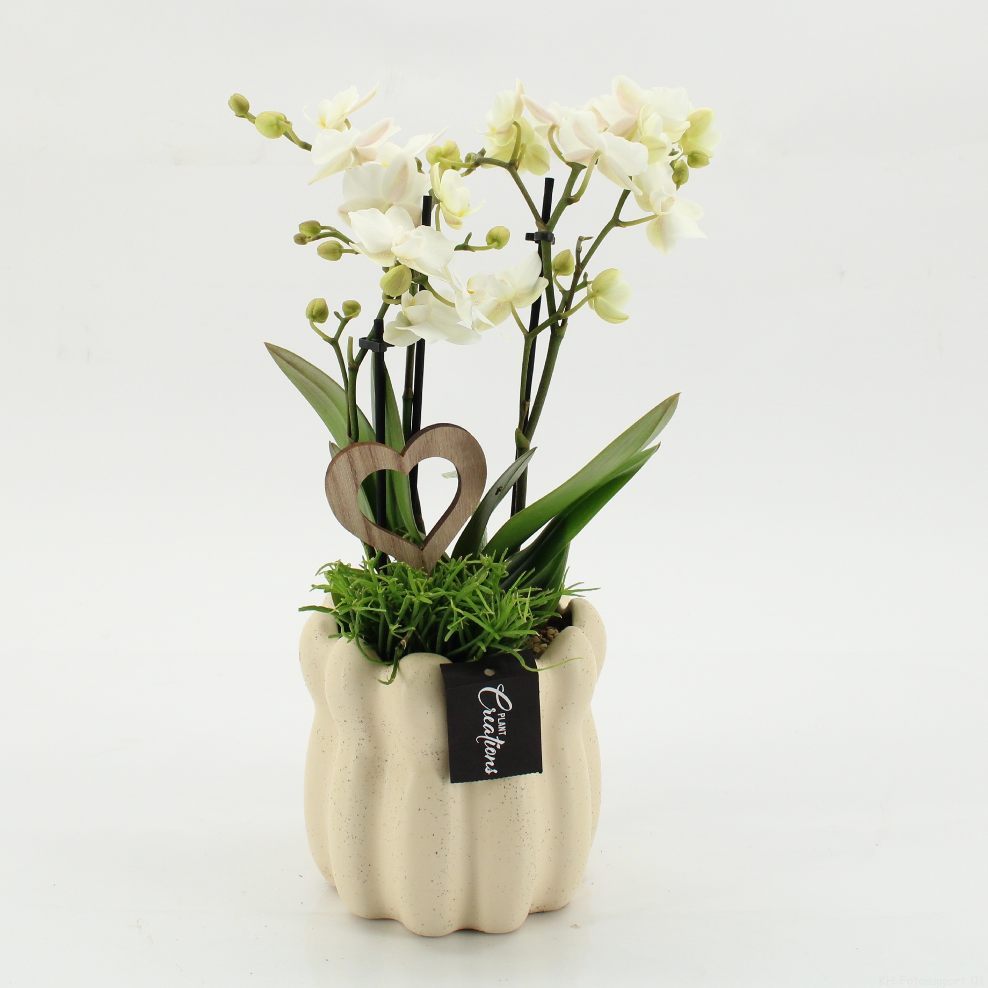 PHALRM-2611W Romantic Phalaenopsis, D 14