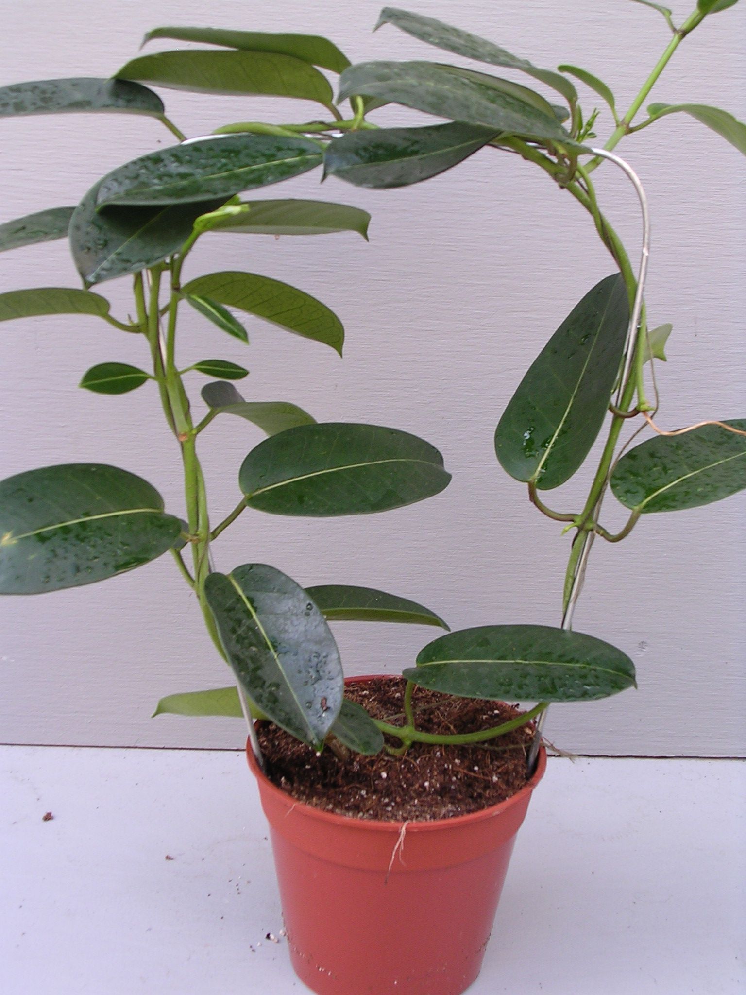 Stephanotis Groen, D 12
