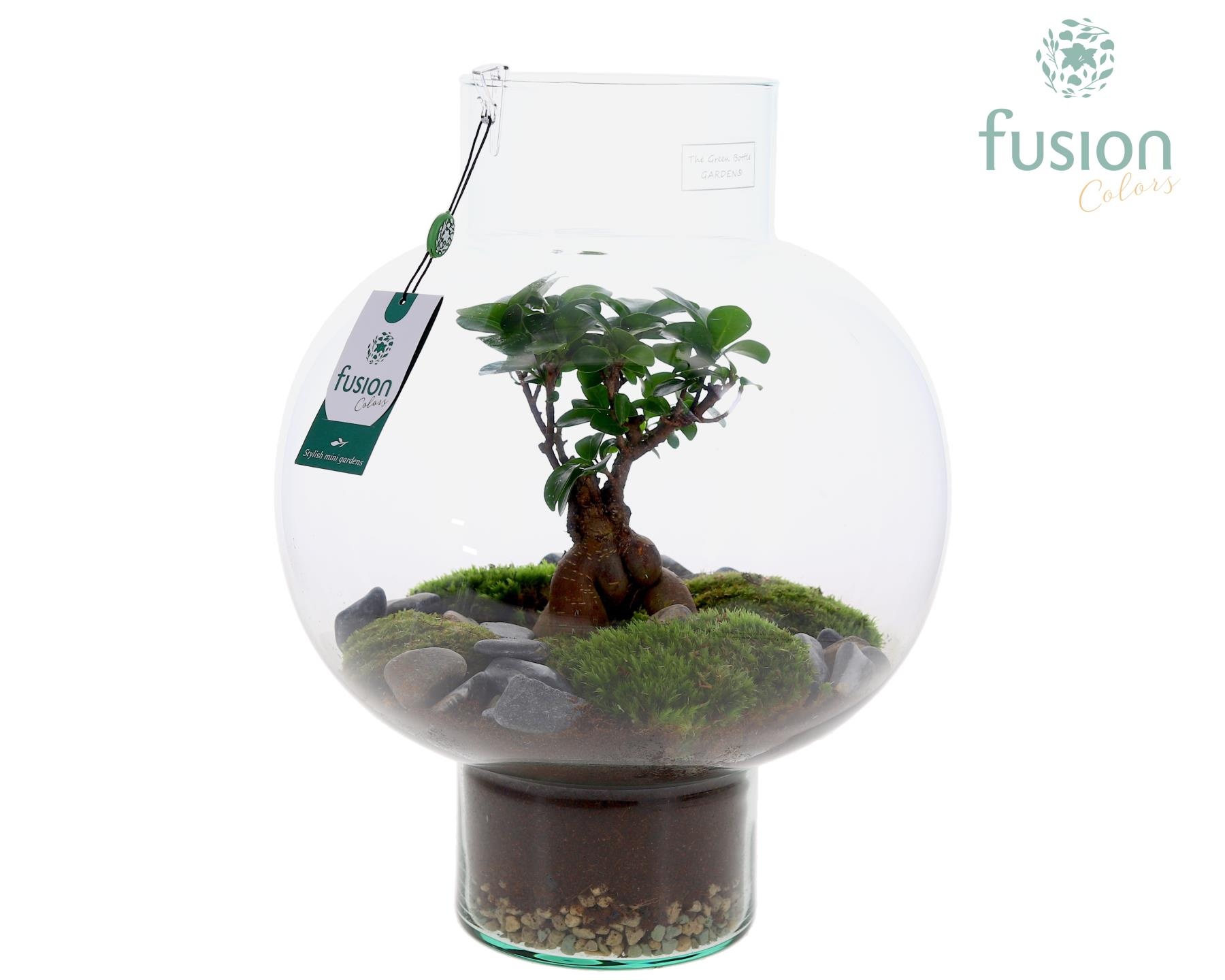 Green Bottle Laura Large met Ficus Ginseng arrangement, D 31