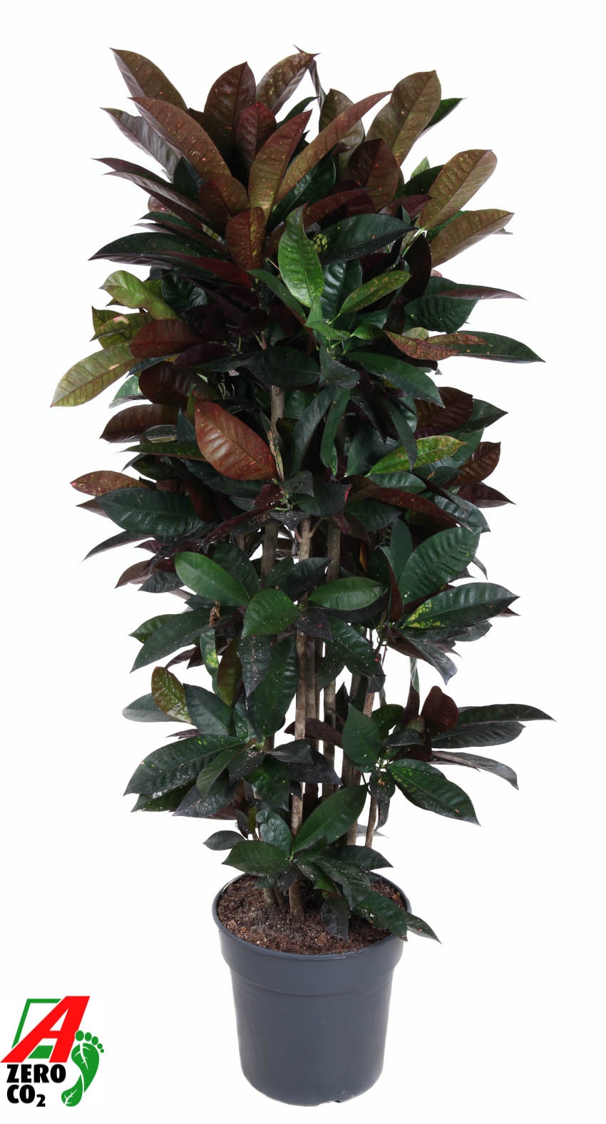 Codiaeum Mrs Iceton vertakt P31 (groen), D 31