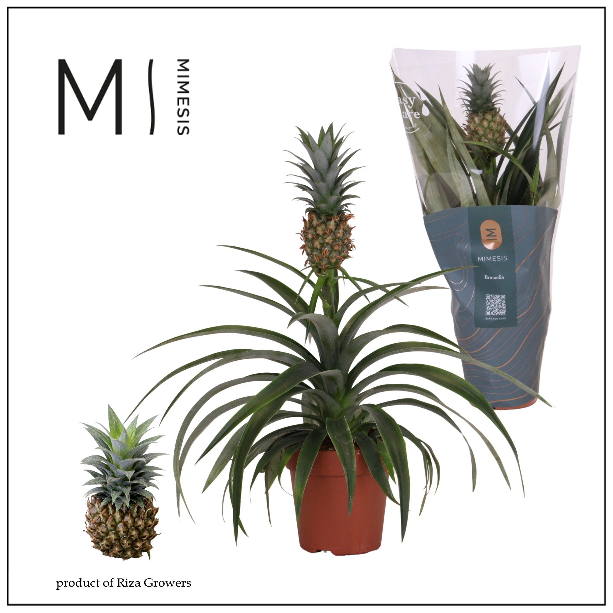 Ananas Mi Amigo - 12cm | Mimesis, D 12